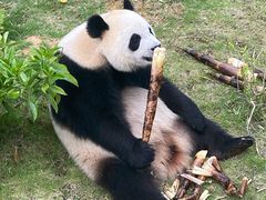 -泉州海丝野生动物世界