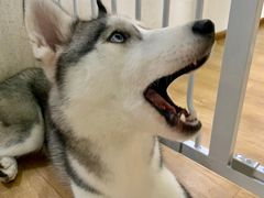 -Husky Go! 哈士奇体验馆·宠物咖啡厅狗咖