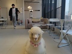 -怪兽屋·羊驼·猫咖·狗咖(俊华广场店)