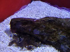 -芜湖新华联大白鲸海洋公园