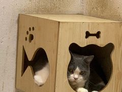 -猫色咖啡·猫咖