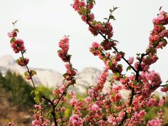 -北京凤凰岭