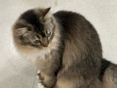 -共舞时光猫咖·狗咖(新街口店)
