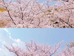 -苏州上方山国家森林公园
