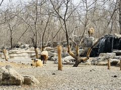 -北京野生动物园