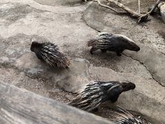 -昆明动物园