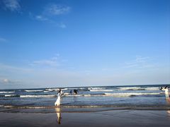 -日照海滨国家森林公园