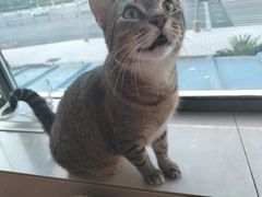 -安安宠物医院(情缘分院)