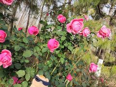 -合肥滨湖国家森林公园