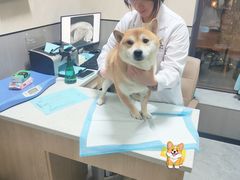 -半岛宠物医院24小时(西派城店)