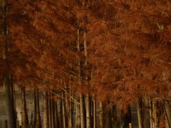 -白鹭湾湿地公园