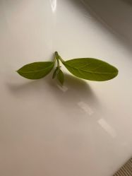-Oasis Beauty水磨坊科技美肤中心