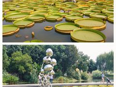 -上海辰山植物园