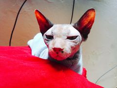 -猫色咖啡·猫咖
