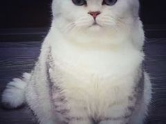 -宠爱国际动物医院· 猫科· 外科·中兽医(长白店)