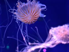-海合安天津极地海洋公园