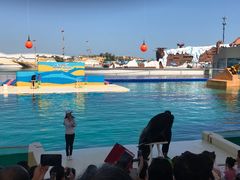 -秦皇岛乐岛海洋王国