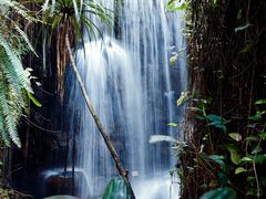 -中国科学院华南植物园