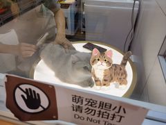 -帕帕拉兹宠物(亚洲旗舰店)