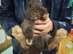 -藦茜花园宠物主题亲子互动体验馆(国顺东路店)