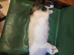 -猫色咖啡·猫咖