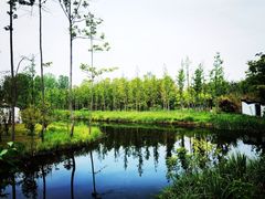 -溱湖国家湿地公园