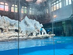 -帝企鹅自助餐厅•儿童岛•真企鹅(长隆企鹅酒店)