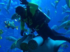-迪拜水族馆及水下动物园