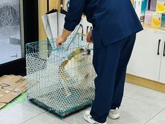 -瑞派长江宠物医院·猫科·外科·24小时夜护(谊城公寓分院)