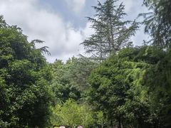 -上海佘山国家森林公园天马山园