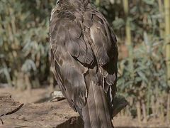 -费瑟代尔野生动物园