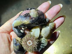-日照灯塔风景区