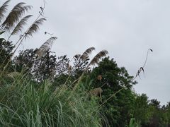 -白鹭湾湿地公园