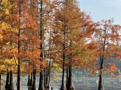 -白鹭湾湿地公园