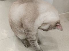 -共舞时光猫咖·狗咖(新街口店)