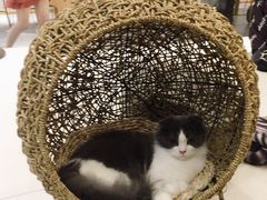 -飞行喵MR PILOT|猫舍·猫咖(静安大融城店)