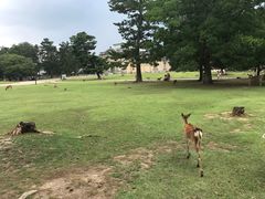-奈良公园