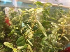 -上海昆虫博物馆