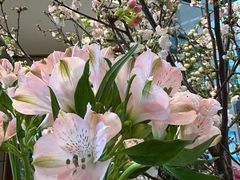 -君悦酒店·大堂酒吧·高空下午茶·暮色微醺