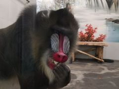 -西安秦岭野生动物园