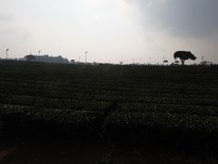 -雪绿茶博物馆