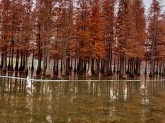 -白鹭湾湿地公园