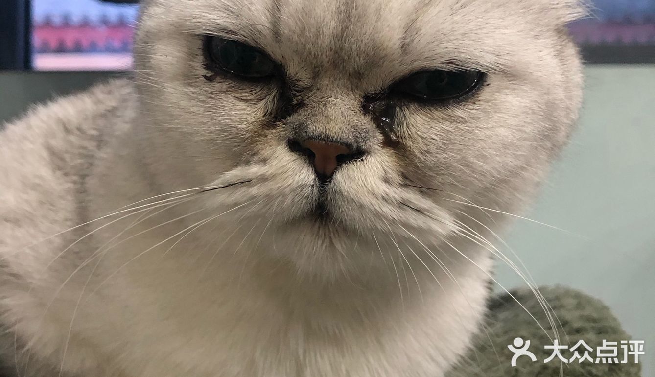 猫猫比以前更多了，鸡块还是老味道