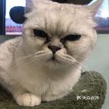 猫猫比以前更多了，鸡块还是老味道