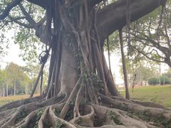 -东莞植物园