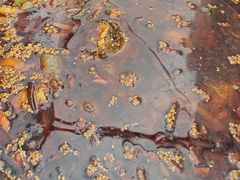 -胖子鱼·天水麻辣鱼火锅(秦州407店)