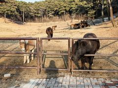 -沈阳森林动物园