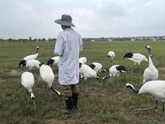-盐城丹顶鹤湿地生态旅游区