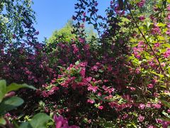 -黑龙江省森林植物园