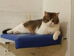 -平行世界·猫咖(首经贸店)